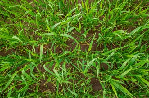 Wheat field Stock Photos