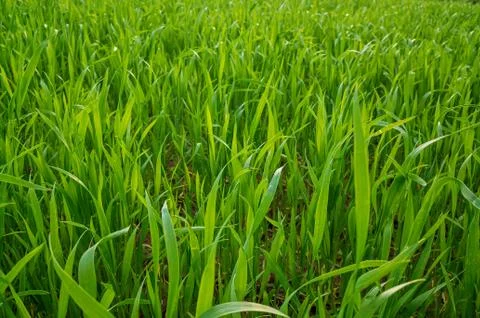 Wheat field Stock Photos