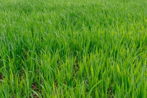 Wheat field Stock Photos