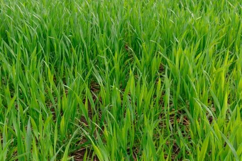 Wheat field Stock Photos