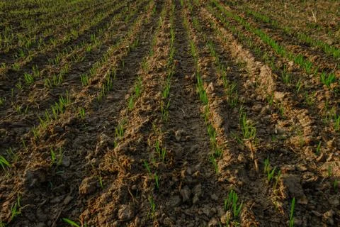 Wheat field Stock Photos