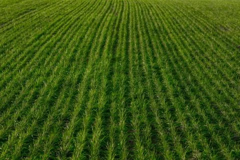 Wheat field Stock Photos