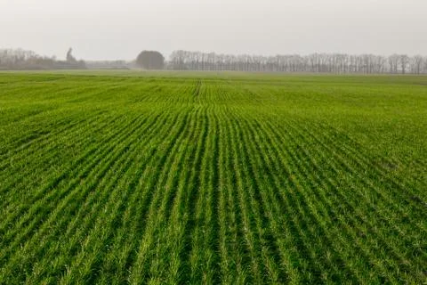 Wheat field Stock Photos