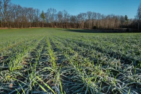 Wheat field Stock Photos