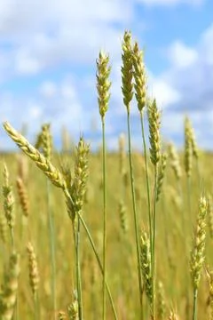 Wheat field 스톡 사진