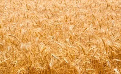 Wheat field Stock Photos