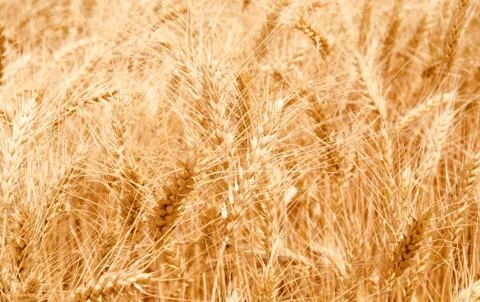 Wheat field Stock Photos