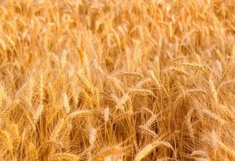Wheat field Stock Photos
