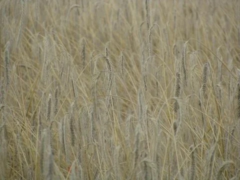Wheat field Stock Photos