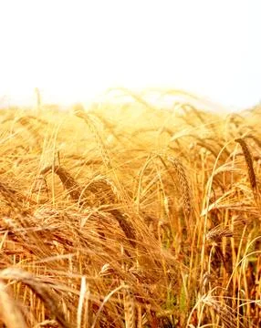 Wheat Field Stock Photos