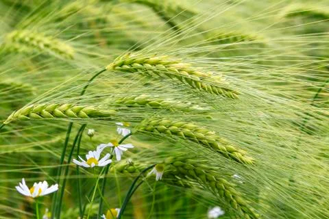 Wheat field Stock Photos