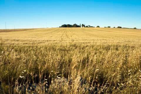 Wheat Field Stock Photos