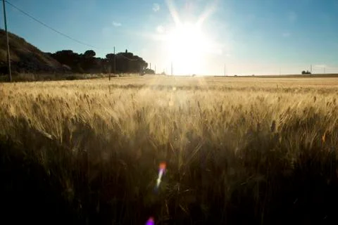 Wheat Field Stock Photos