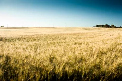 Wheat Field Stock Photos