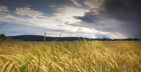 Wheat field Stock Photos