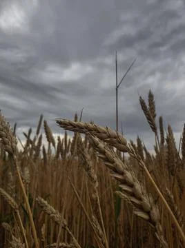 Wheat field Stock Photos
