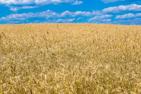A wheat field Stock Photos