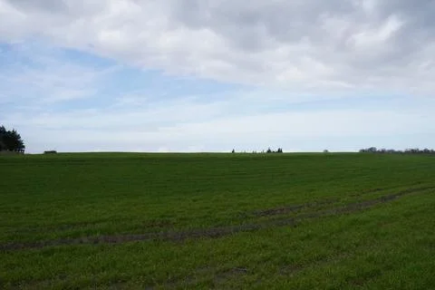 Wheat field Stock Photos