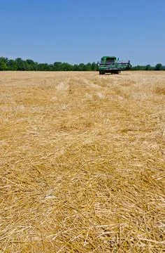 Wheat field Stock Photos