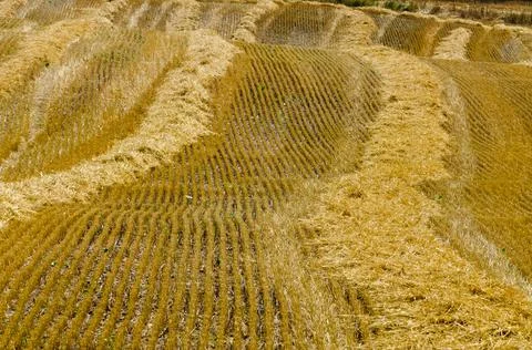 Wheat field Stock Photos