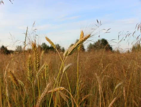 Wheat field Stock Photos
