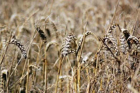 Wheat Field Stock Photos