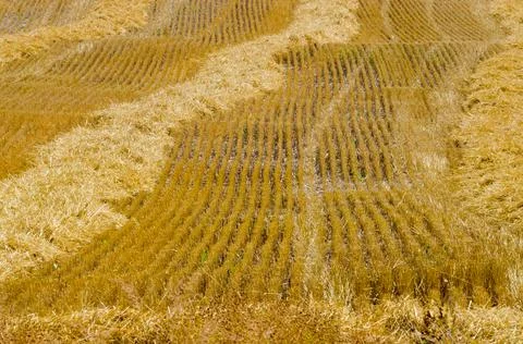 Wheat field Stock Photos