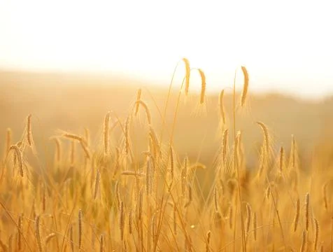 Wheat on field Foto stock