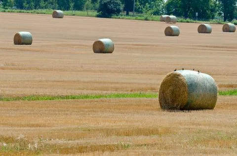Wheat field Stock Photos