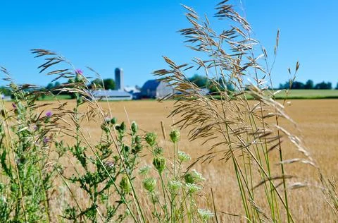Wheat field Stock Photos