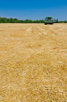 Wheat field Stock Photos