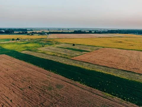 Wheat field Foto stock