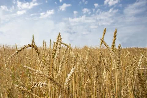 Wheat field. Stock Photos