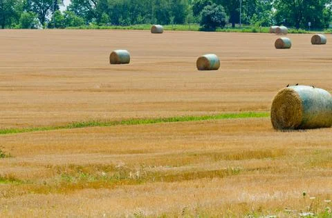 Wheat field Stock Photos