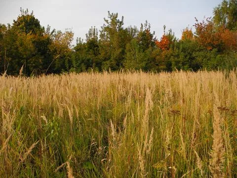 Wheat field Foto stock