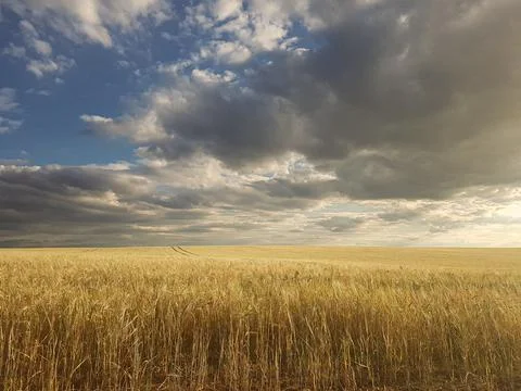 Wheat field Stock Photos