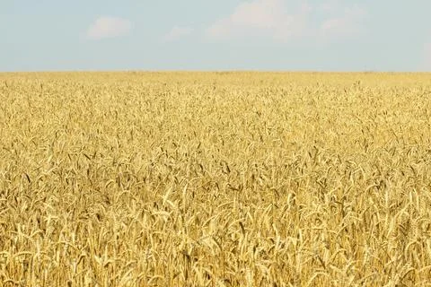 Wheat field Stock Photos