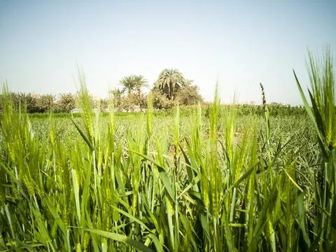 Wheat field Stock Photos
