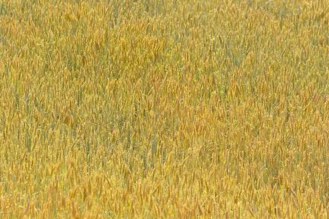 Wheat in field. Stock Photos