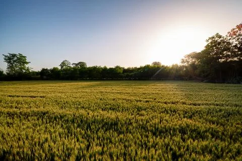 Wheat field Stock Photos