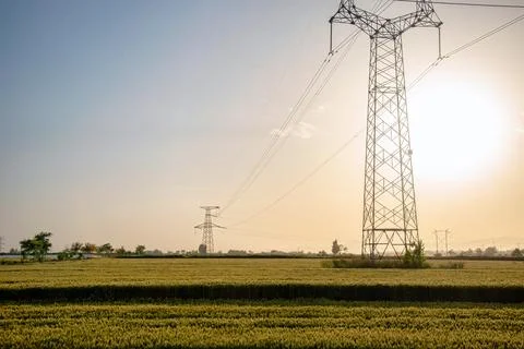 Wheat field Stock Photos