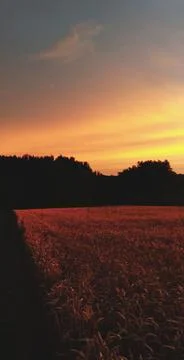 Wheat field Stock Photos