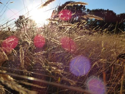In a wheat field Stock Photos
