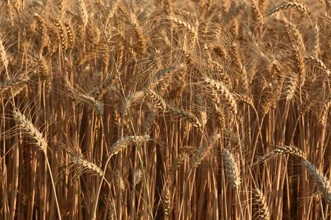 Wheat Field Stock Photos