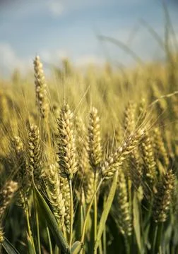 Wheat field Fotos Stock