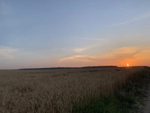 Wheat field Foto stock