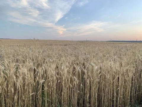 Wheat field Stock Photos