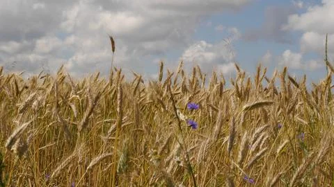 Wheat Field Stock Photos