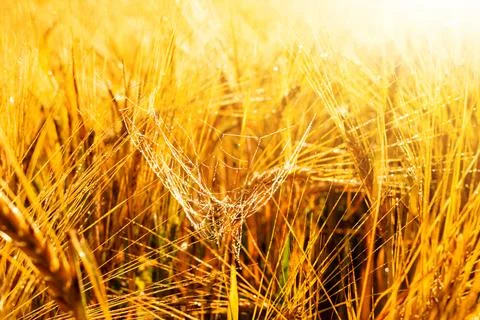 Wheat field Stock Photos