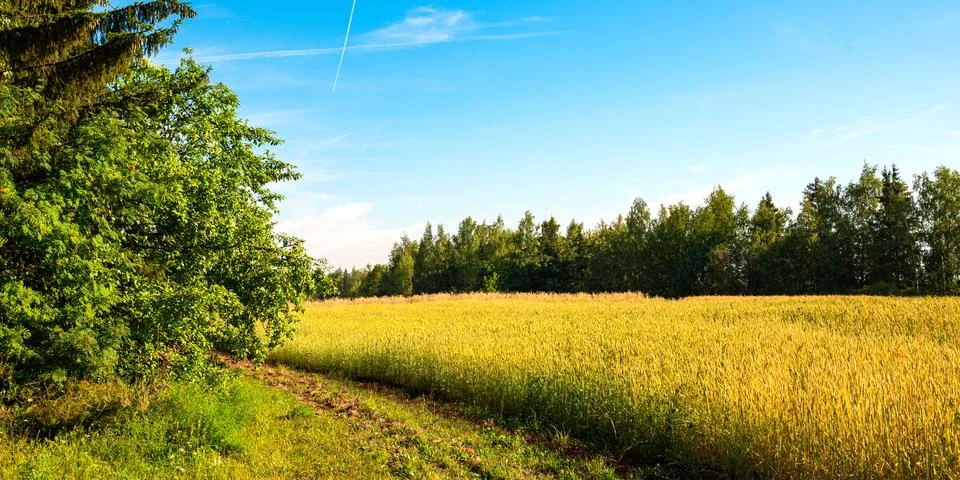 Wheat field Stock Photos